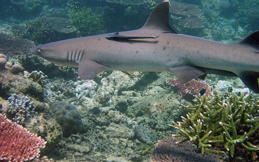 Tubbataha Reef, Palawan, Philippines
